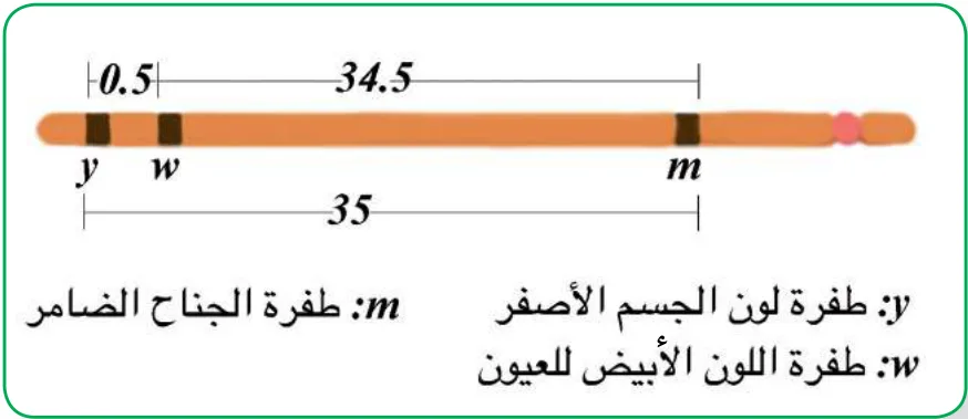 الشكل (14): خريطة جينية لكروموسوم رقم 1 في ذبابة الفاكهة