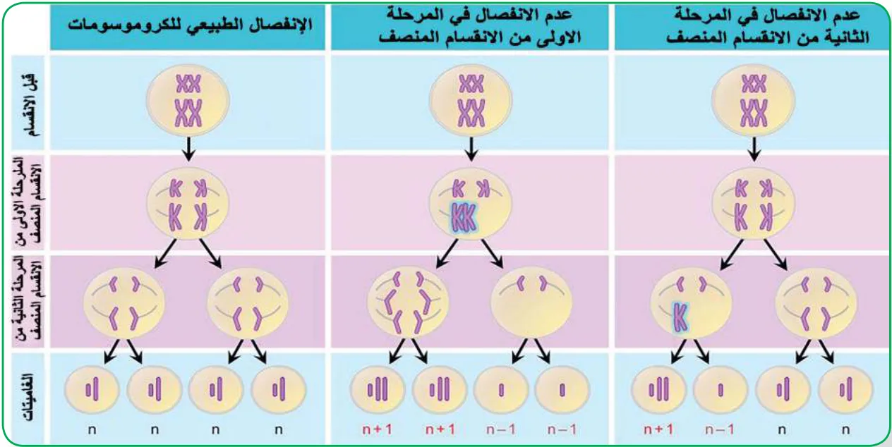 الشكل (16) حالات عدم الانفصال والتغيُّر في عدد الكروموسومات