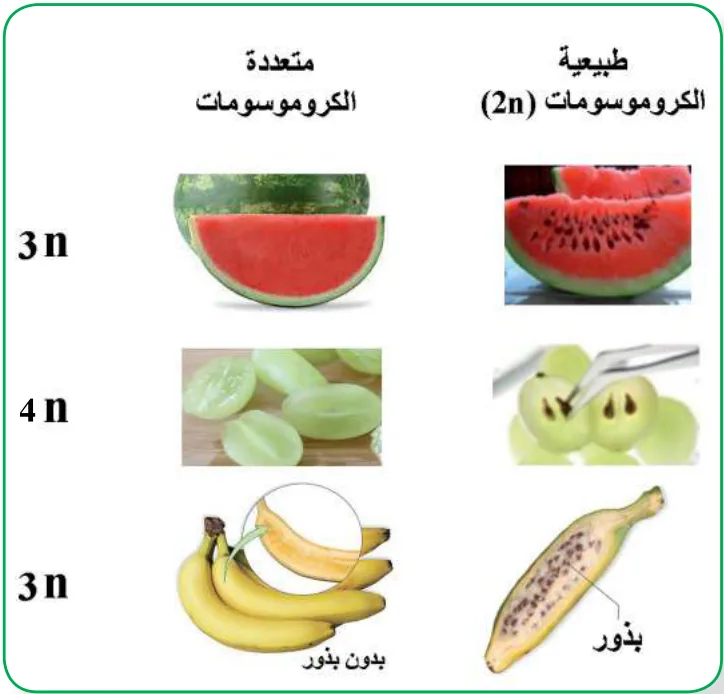 الشكل (18): المجموعات الكروموسومية في بعض ال ا الك ة ف اتا النباتات