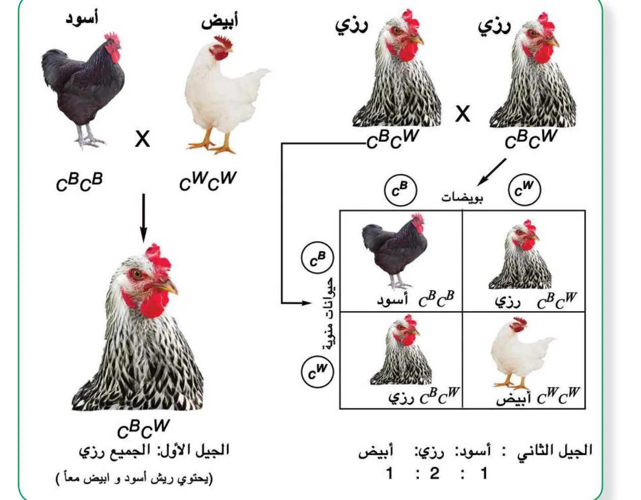 الشكل (2): آلية توارث اللون في الدجاج كمثال على السيادة المشتركة