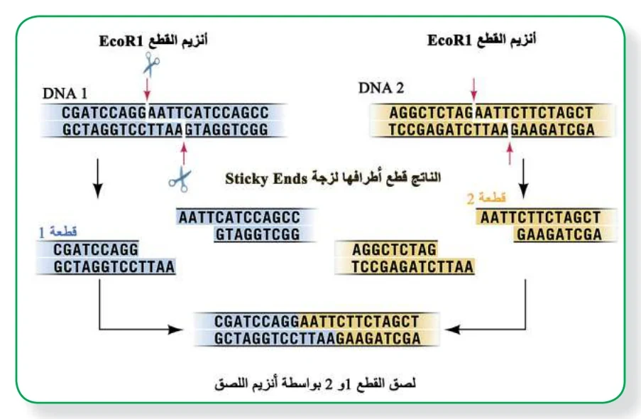 الشكل (1): توضيح لآلية عمل أحد أنزيمات القطع EcoR1