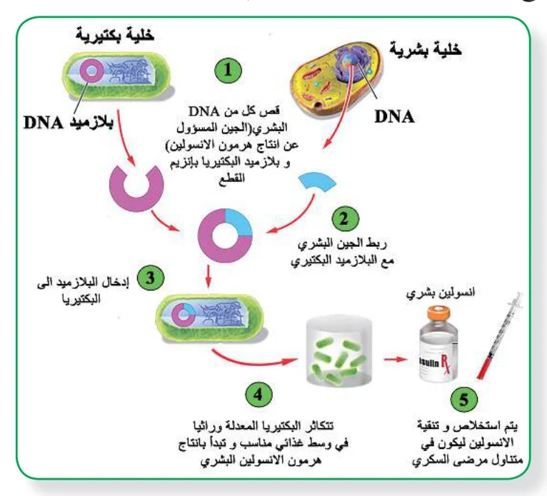 الشكل (2): تقانة DNA معاد التركيب لإنتاج مواد ذات أهمية طبية مثل الأنسولين