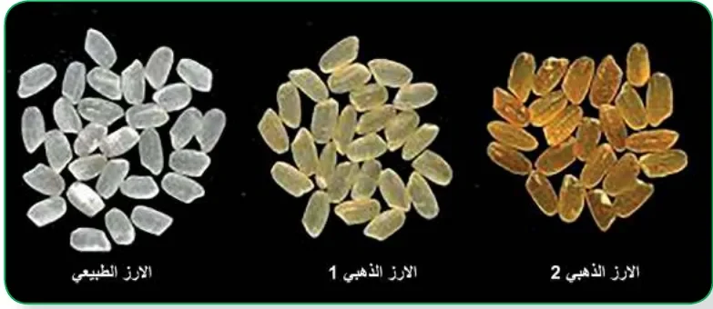 الشكل (6): الأرز الذهبي المعدل وراثيا (1 و 2) بالمقارنة مع الأرز الطبيعي