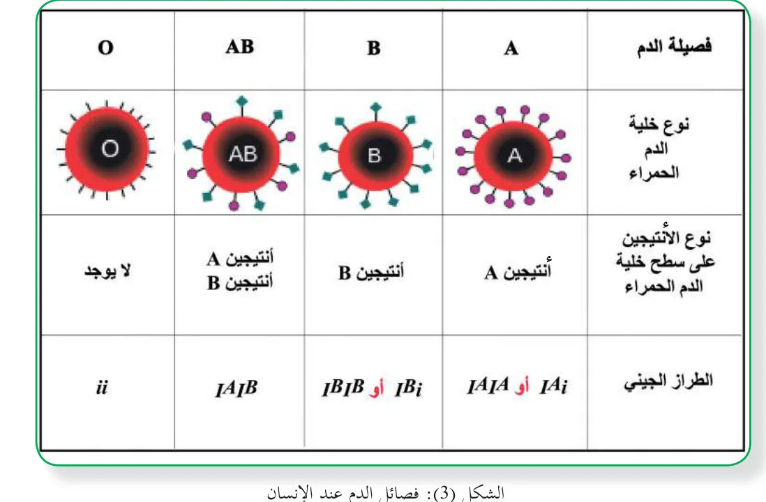الشكل (3): فصائل الدم عند ٕ الانسان