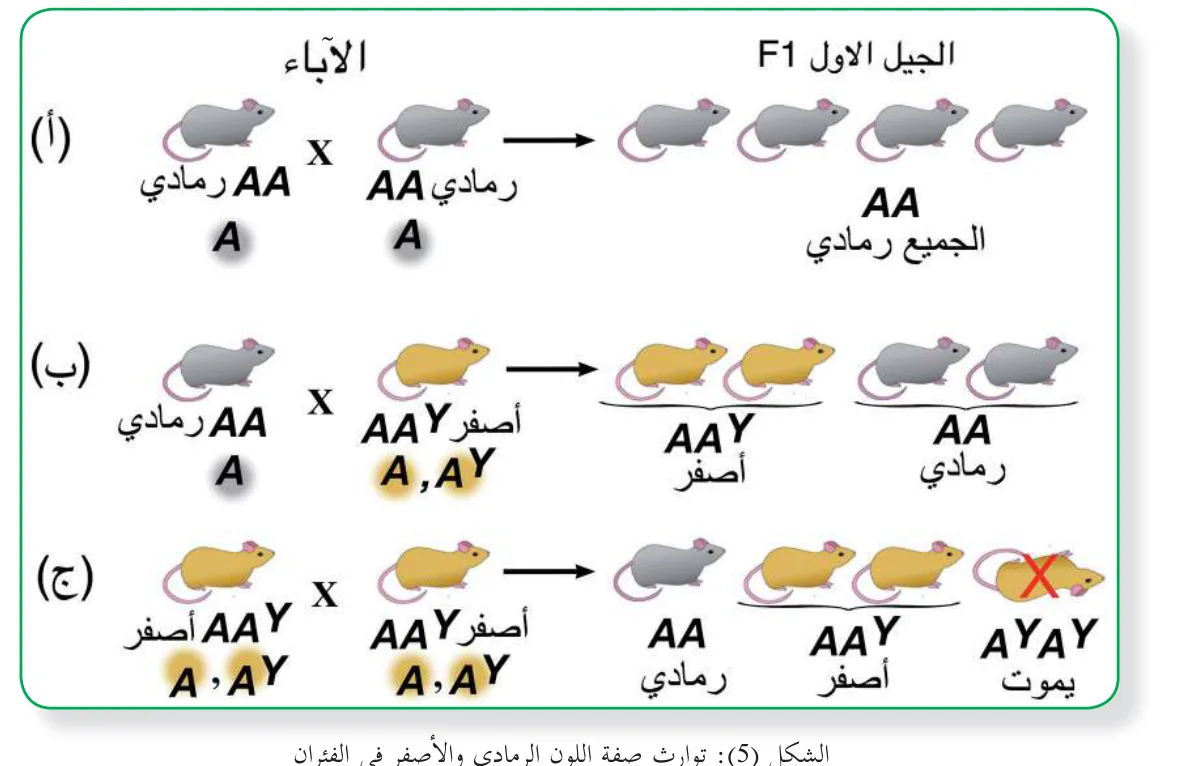 الشكل (5): توارث صفة اللون الرمادي والأصفر في الفئران