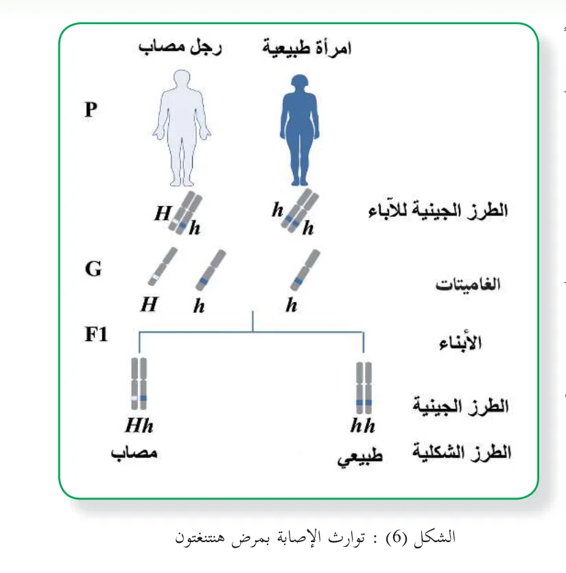 الشكل (6): توارث ٕ الاصابة بمرض هنتنغتون