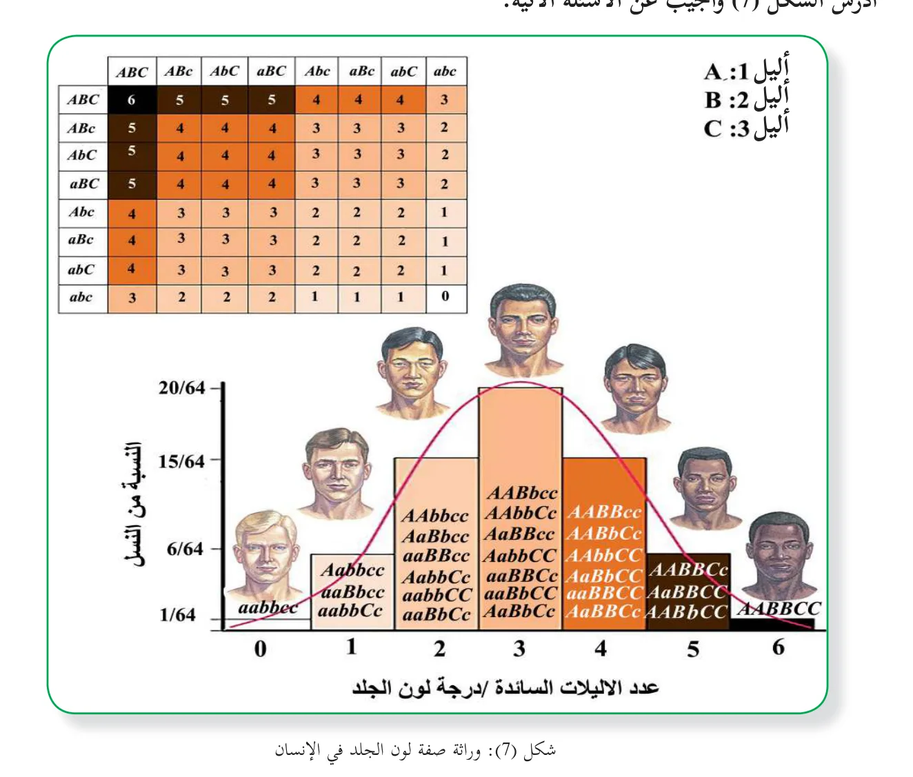 الشكل (7): وراثة صفة لون الجلد في ٕ الانسان