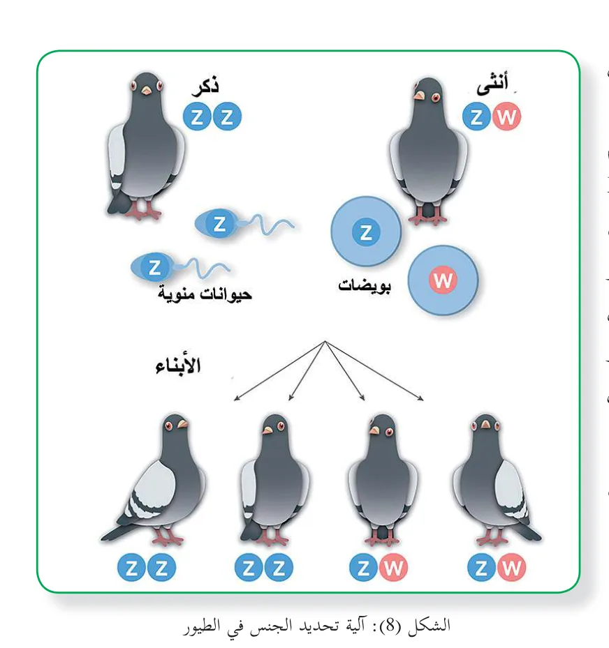 الشكل (8): آلية تحديد الجنس في الطيور