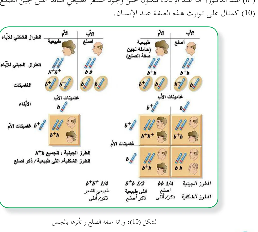 الشكل (10): وراثة صفة الصلع و تأثرها بالجنس
