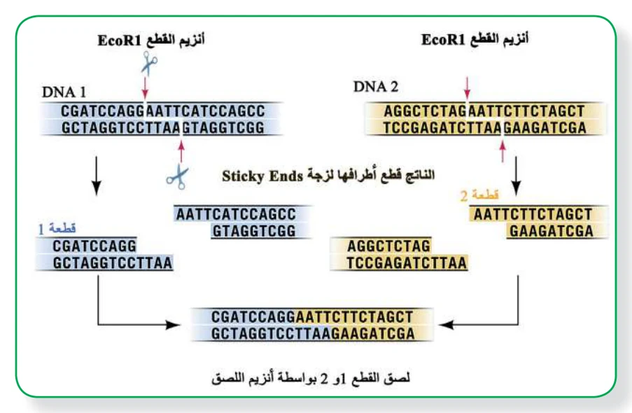 الشكل (1): توضيح لآلية عمل أحد أنزيمات القطع EcoR1