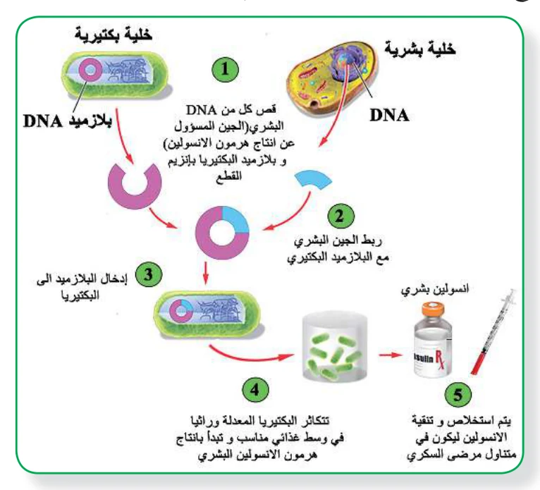 الشكل (2): تقانة DNA معاد التركيب لإنتاج مواد ذات أهمية طبية مثل الأنسولين