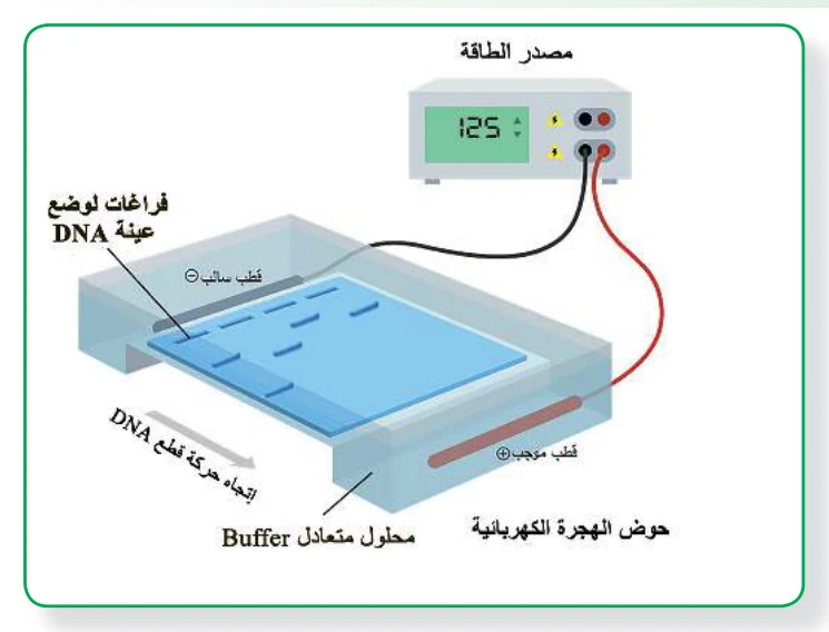الشكل (3): جهاز الهجرة الكهربائية Electrophoresis