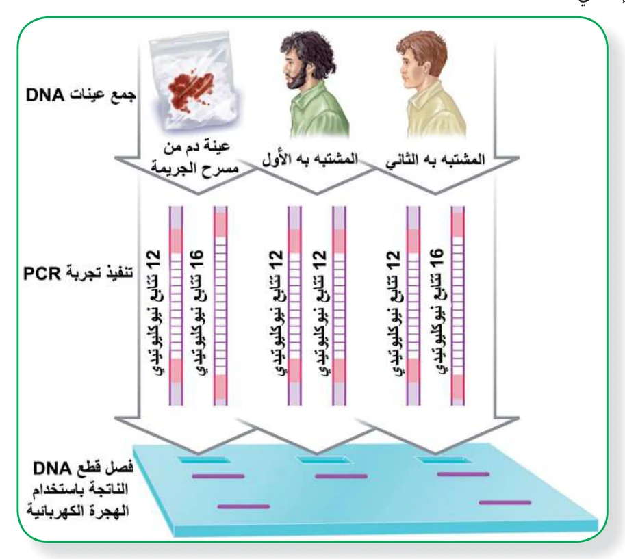 الشكل (5): أحد تطبيقات البصمة الوراثية لتحديد هوية مرتكبي الجرائم