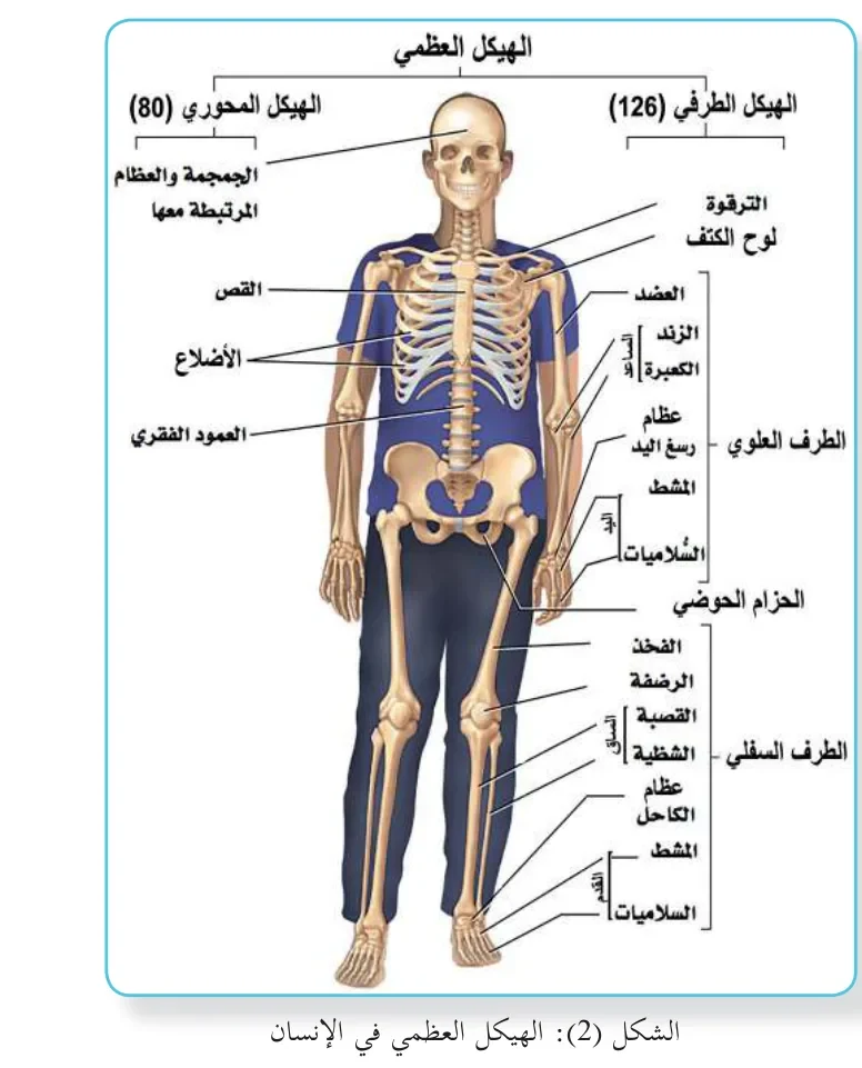 الشكل (2): الهيكل العظمي في الإنسان