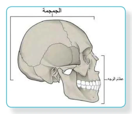 الشكل (3): الجمجمة