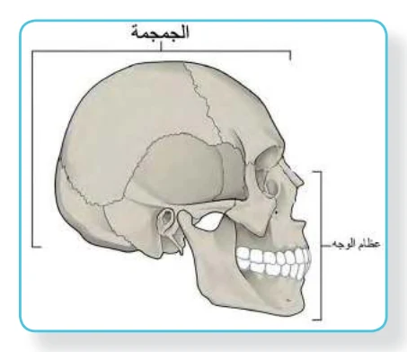 الشكل (3): الجمجمة