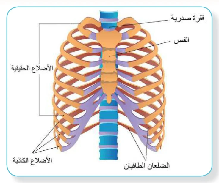 الشكل (5): القفص الصدري