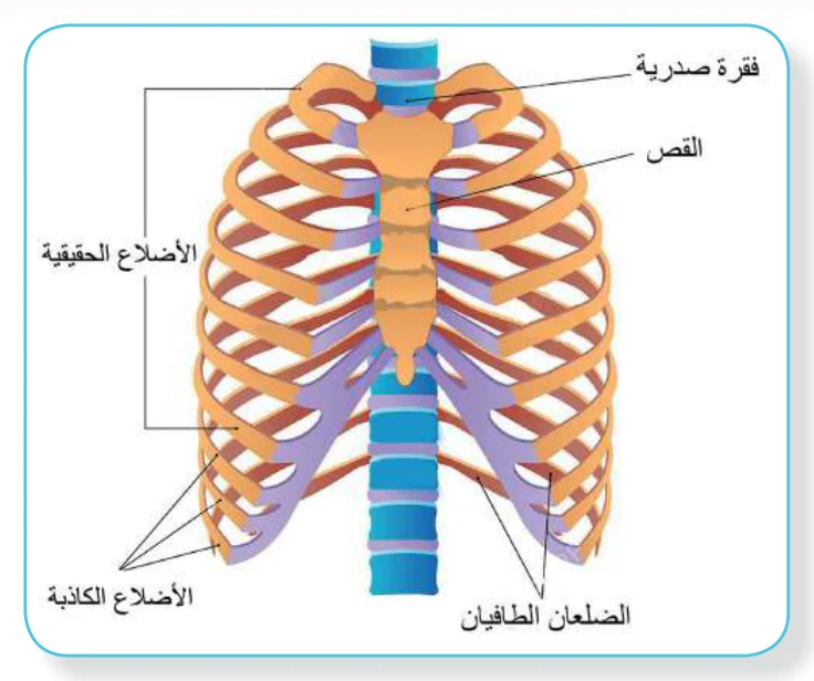 الشكل (5): القفص الصدري