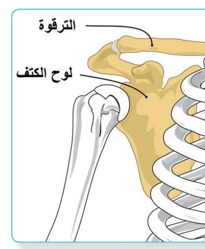 الشكل (6): الحزام الصدري