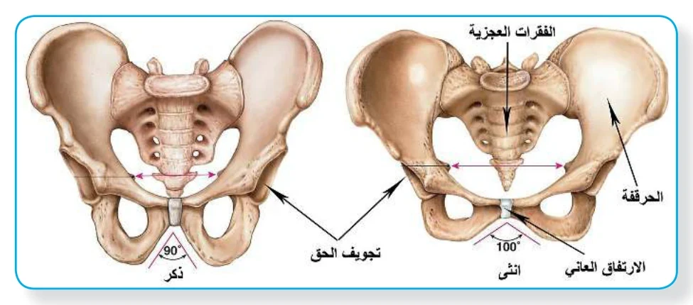 الشكل (7): الحزام الحوضي