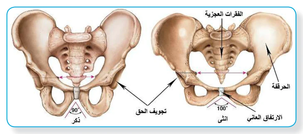 الشكل (7): الحزام الحوضي
