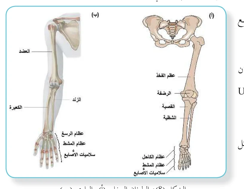 الشكل (8): الطرفان السفلي (أ) والعلوي (ب)