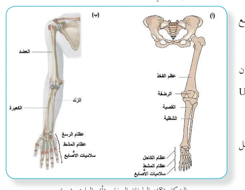 الشكل (8): الطرفان السفلي (أ) والعلوي (ب)