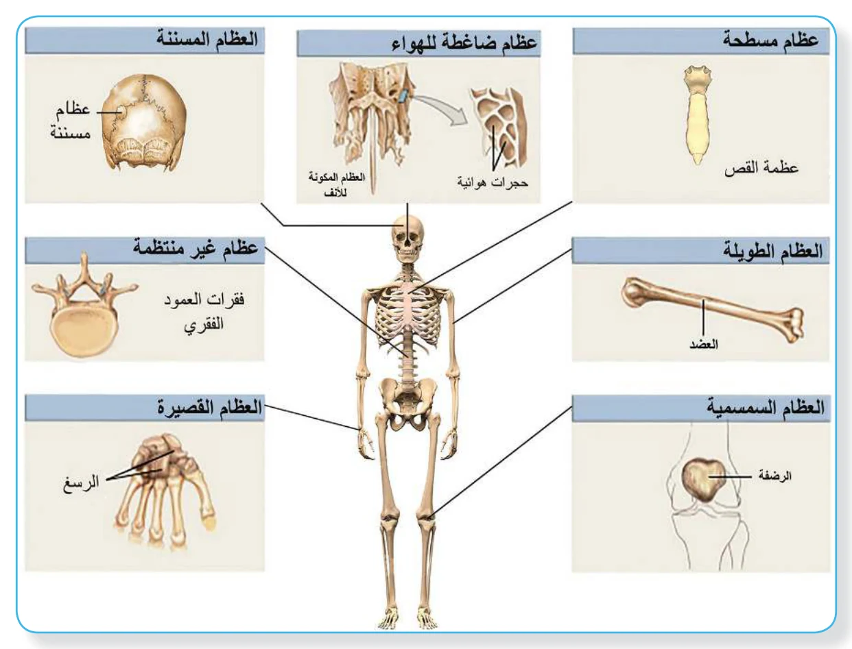 الشكل (9): أشكال العظم
