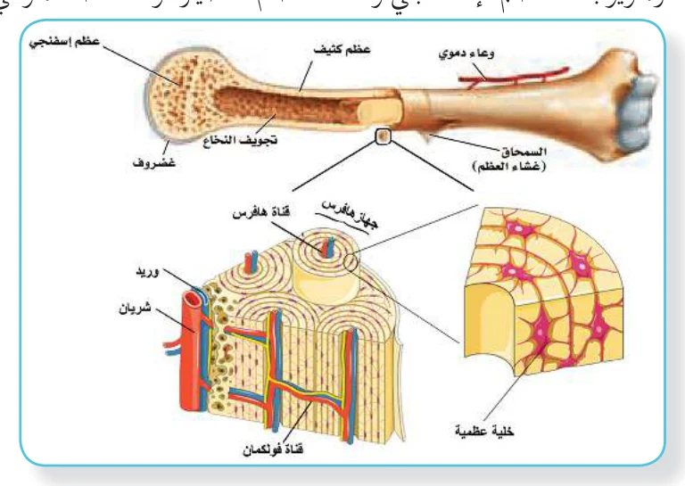 الشكل(10): تركيب العظم