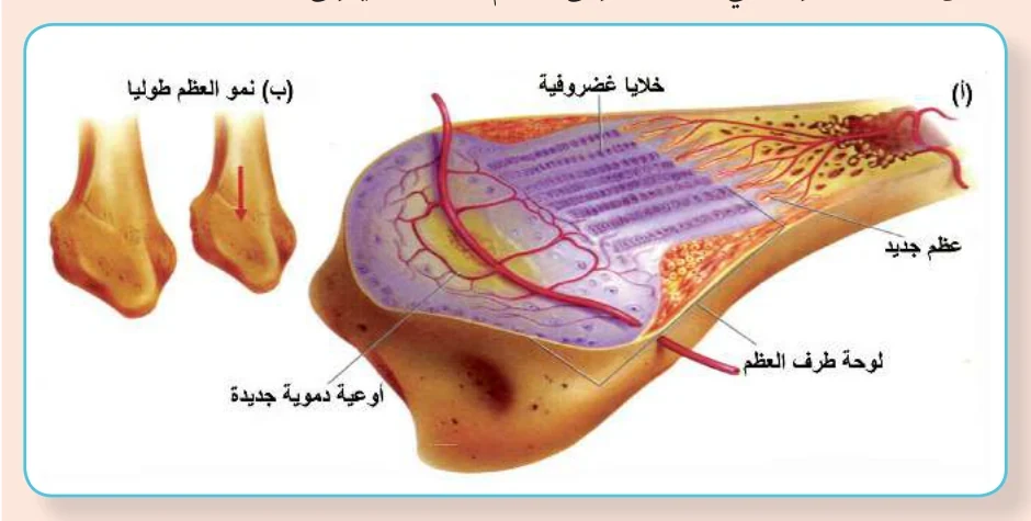 الشكل (11): نمو العظم