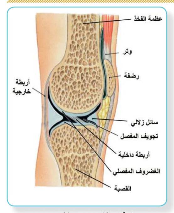 الشكل (12): مفصل الركبة
