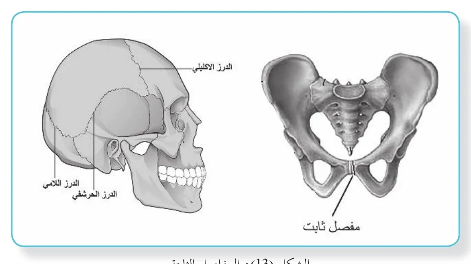 الشكل (13): المفاصل الثابتة