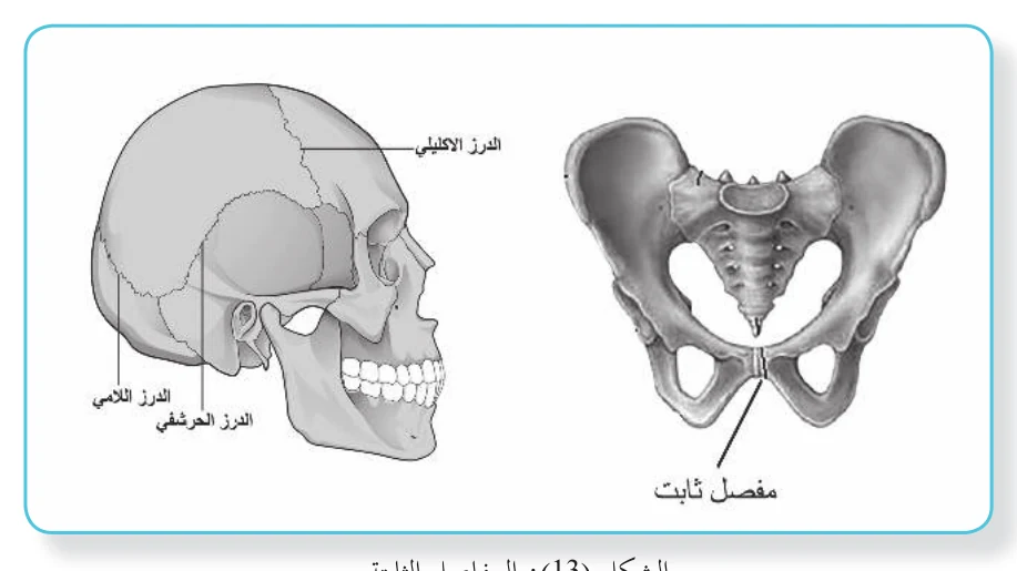 الشكل (13): المفاصل الثابتة