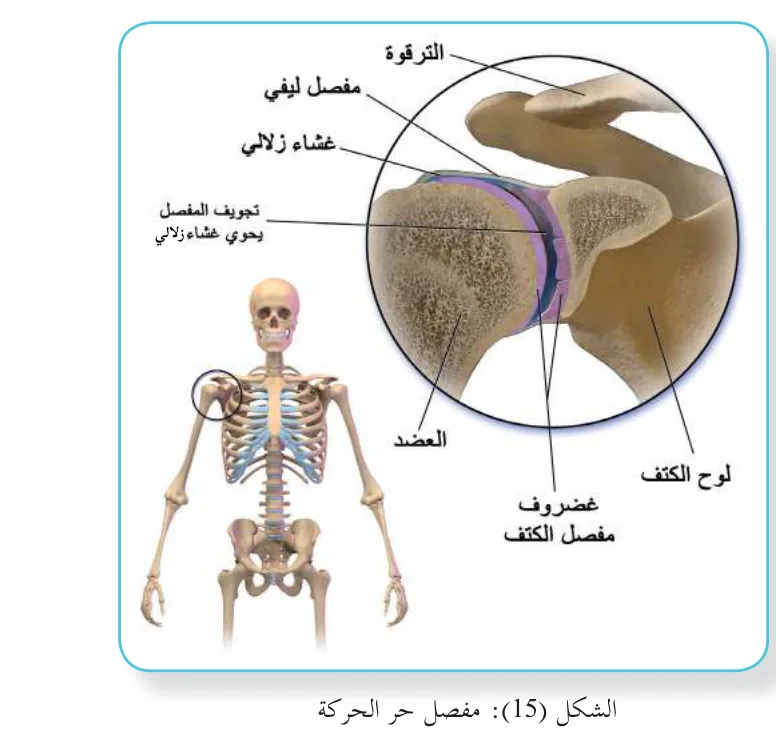 الشكل (15): مفصل حر الحركة