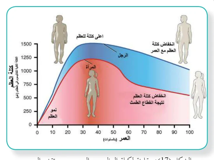 الشكل (17): مقارنة لكتلة العظم بين الجنسين مع تقدم العمر