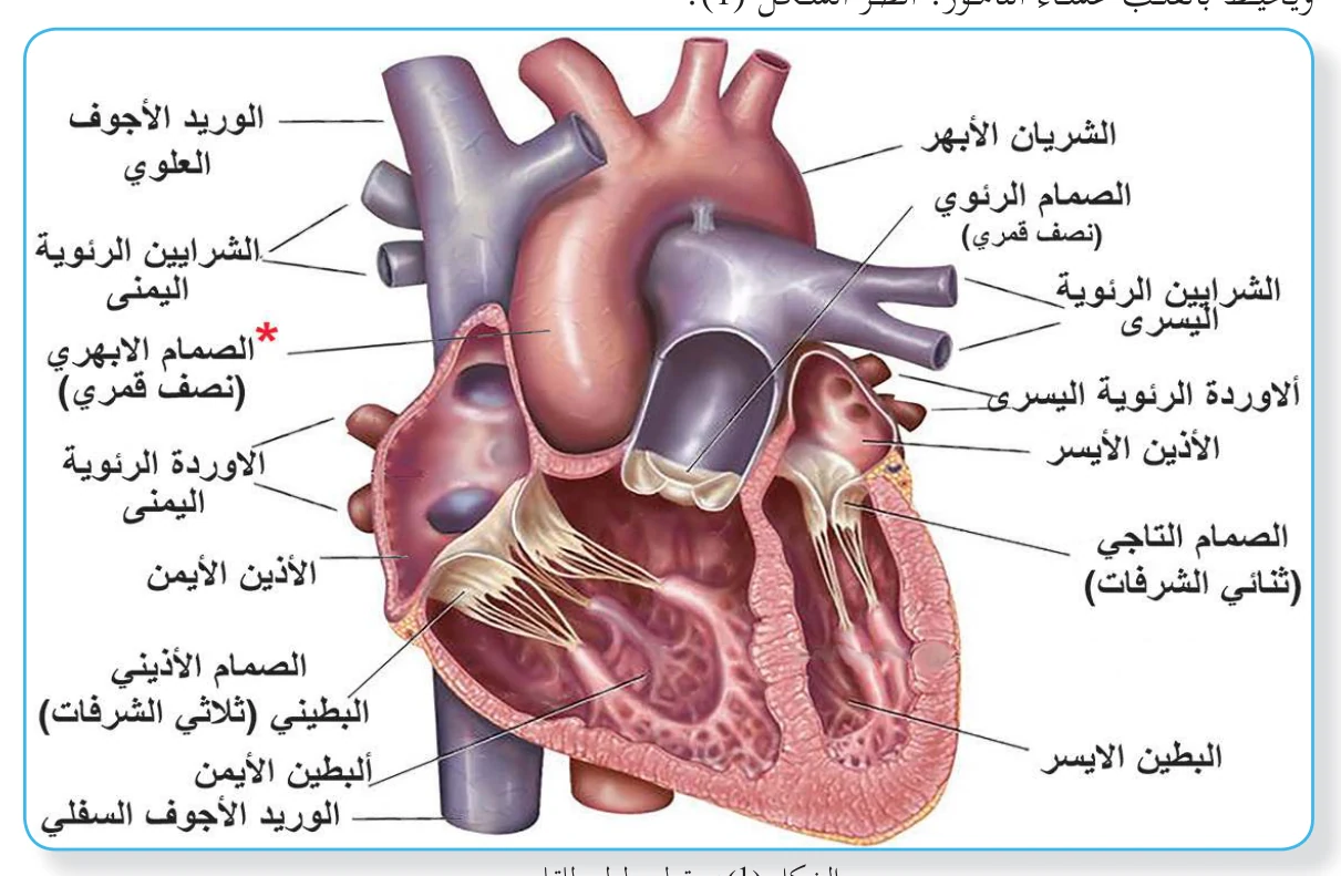 الشكل (1): مقطع طولي للقلب