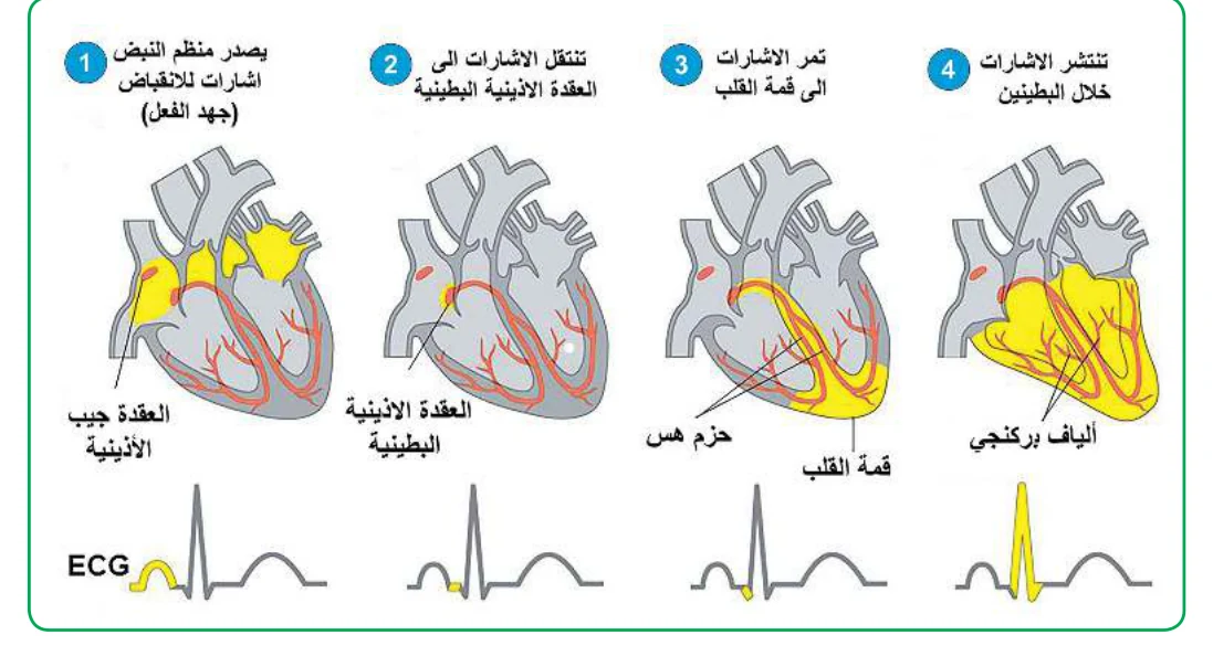 الشكل (2): خطوات توصيل وتنظيم نبضات القلب