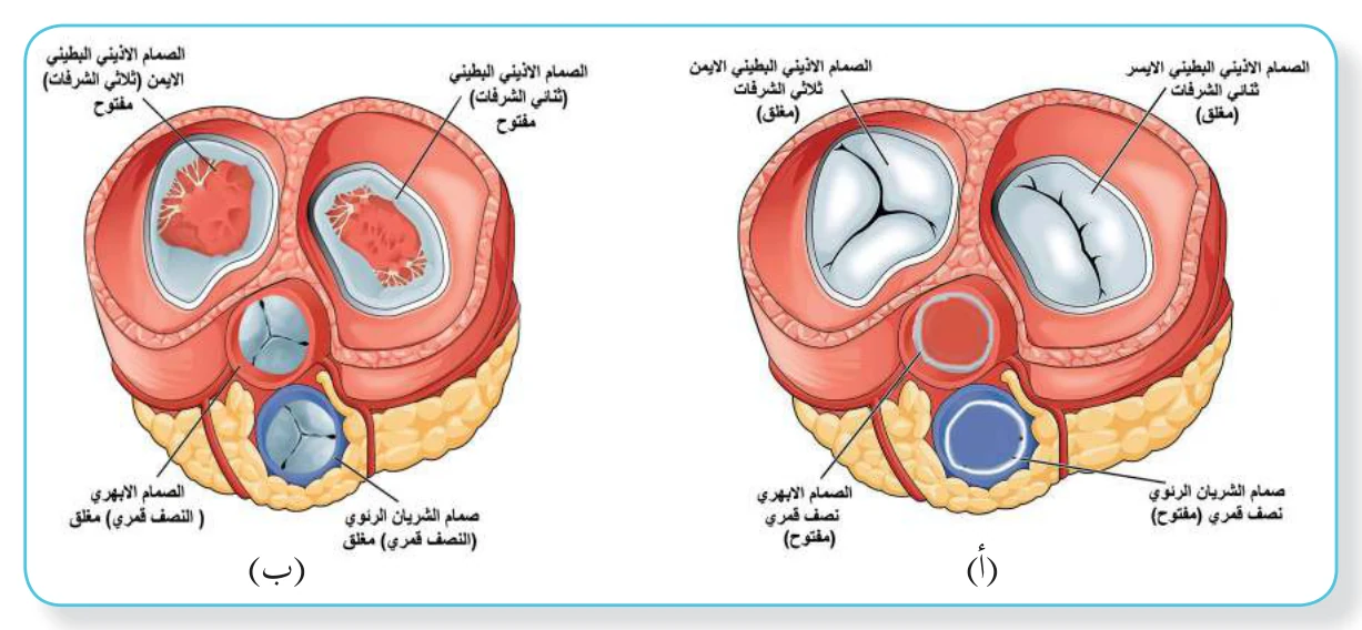 الشكل (5): أصوات القلب