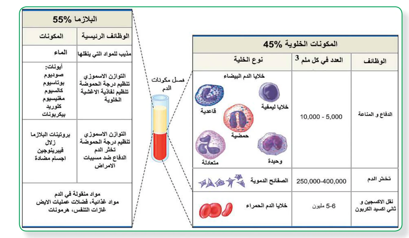 الشكل (7): مكونات الدم