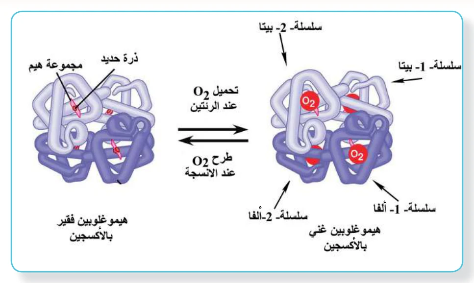 الشكل (8): جزيء الهيموغلوبين