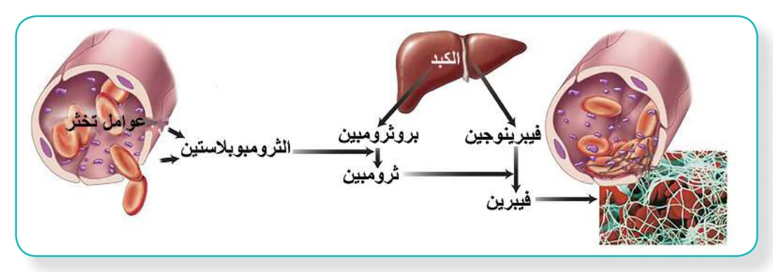 الشكل (9): تفاعلات تخثر الدم