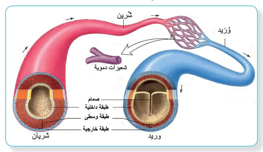الشكل (6): الأوعية الدموية