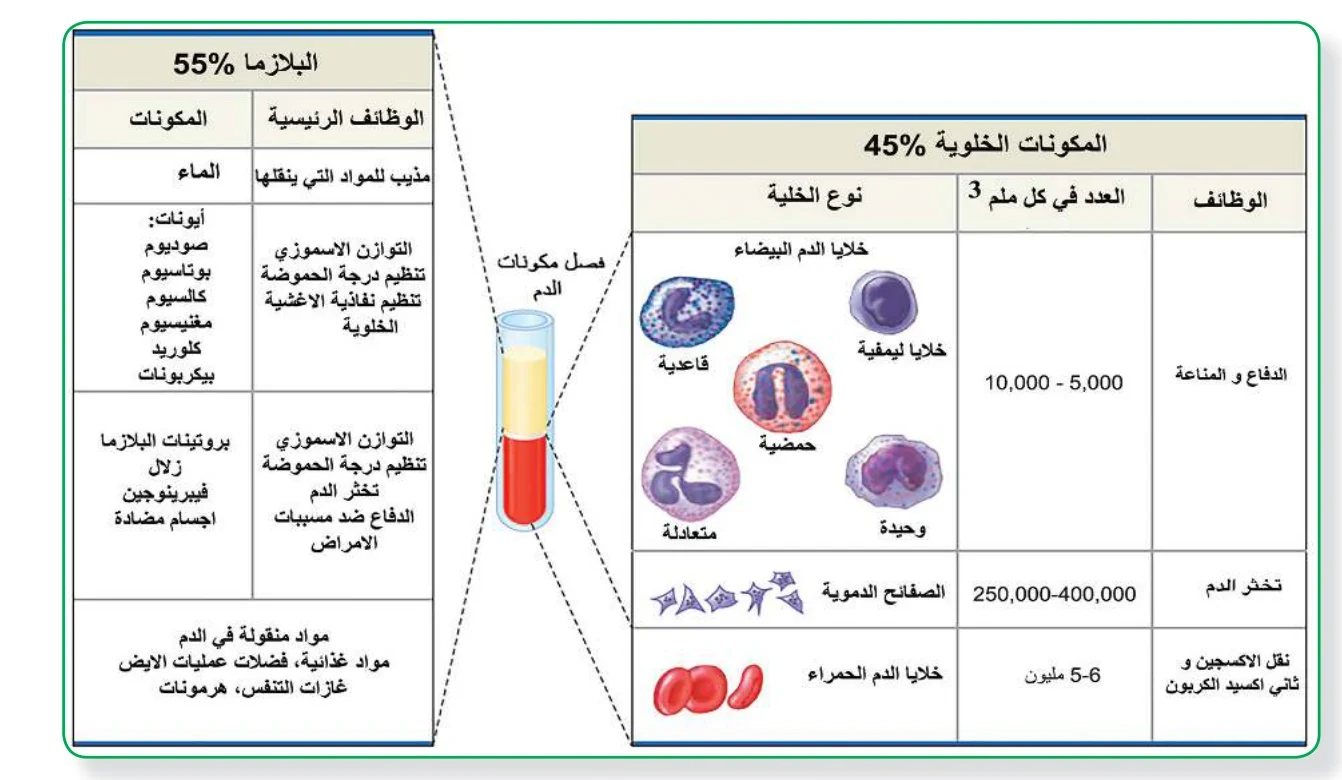 الشكل (7): مكونات الدم