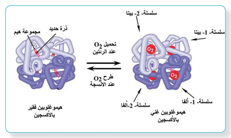 الشكل (8): جزيء الهيموغلوبين