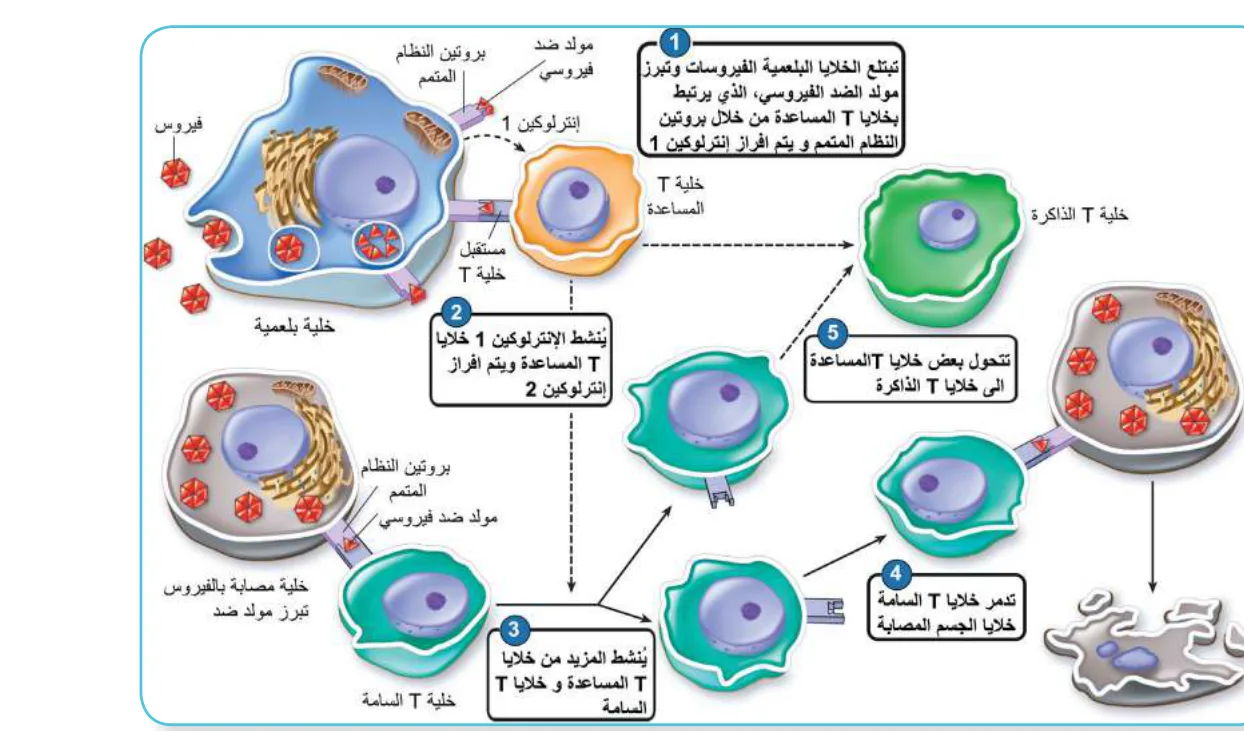 الشكل (4): تنشيط خلايا T المساعدة