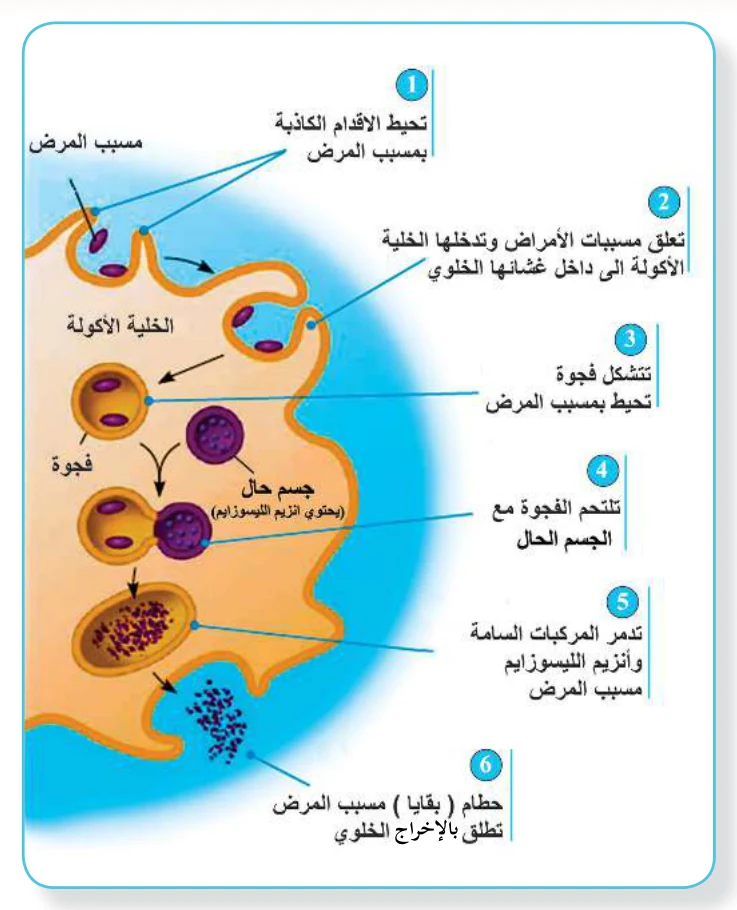 الشكل (1): عملية البلعمة