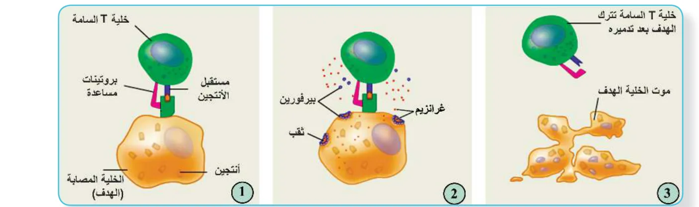 الشكل (5): آلية عمل خلايا T السامة