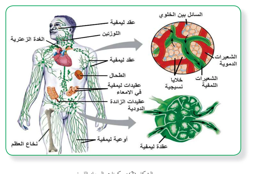 الشكل (2): مكونات الجهاز الليمفي