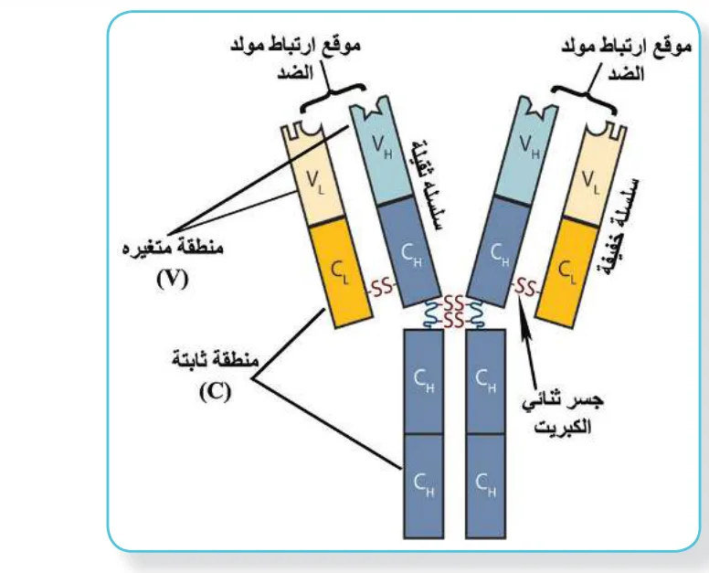 الشكل (7): تركيب الجسم المضاد