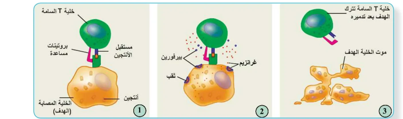 الشكل (5): آلية عمل خلايا T السامة